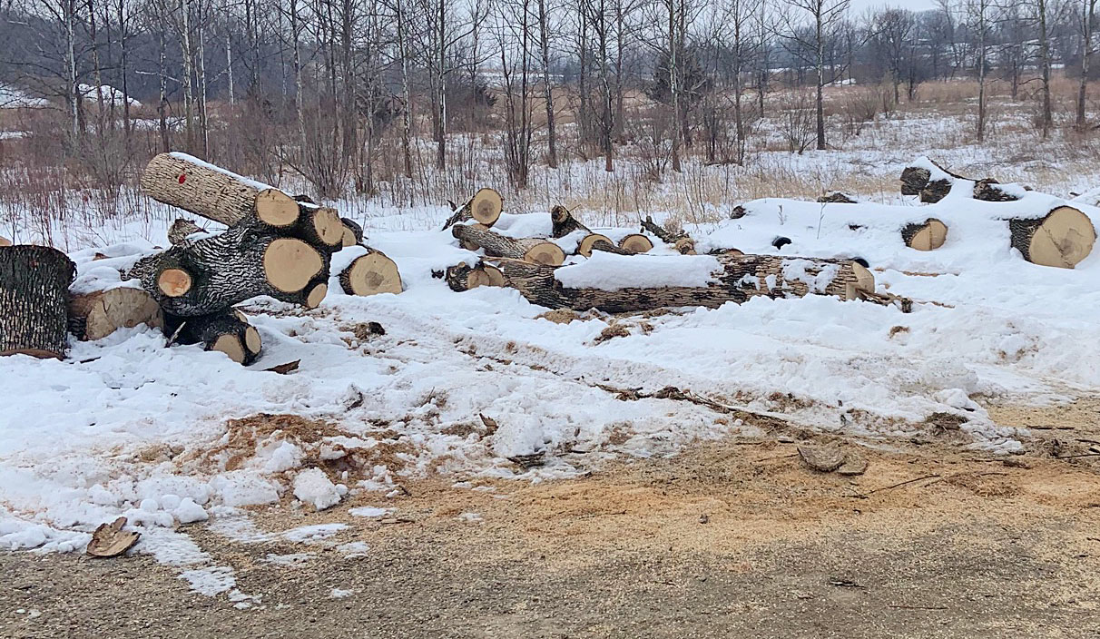 Pile of logs